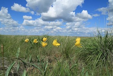 30 мая – День степи Оренбургской области